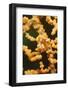 Pygmy Seahorse-Hal Beral-Framed Photographic Print