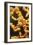 Pygmy Seahorse-Hal Beral-Framed Photographic Print