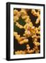 Pygmy Seahorse-Hal Beral-Framed Photographic Print