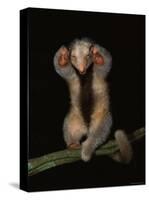 Pygmy / Silky Anteater, South America-Pete Oxford-Stretched Canvas