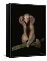Pygmy / Silky Anteater, South America-Pete Oxford-Framed Stretched Canvas