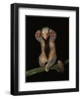 Pygmy / Silky Anteater, South America-Pete Oxford-Framed Premium Photographic Print