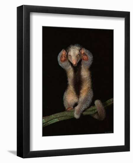 Pygmy / Silky Anteater, South America-Pete Oxford-Framed Premium Photographic Print