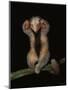 Pygmy / Silky Anteater, South America-Pete Oxford-Mounted Premium Photographic Print