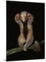 Pygmy / Silky Anteater, South America-Pete Oxford-Mounted Photographic Print