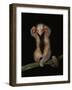 Pygmy / Silky Anteater, South America-Pete Oxford-Framed Photographic Print