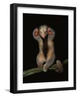 Pygmy / Silky Anteater, South America-Pete Oxford-Framed Photographic Print