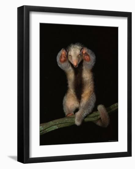 Pygmy / Silky Anteater, South America-Pete Oxford-Framed Photographic Print