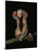 Pygmy / Silky Anteater, South America-Pete Oxford-Mounted Photographic Print