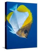 Pyramid Butterflyfish (Hemiaurichthys Polylepis), Queensland, Australia, Pacific-Louise Murray-Stretched Canvas