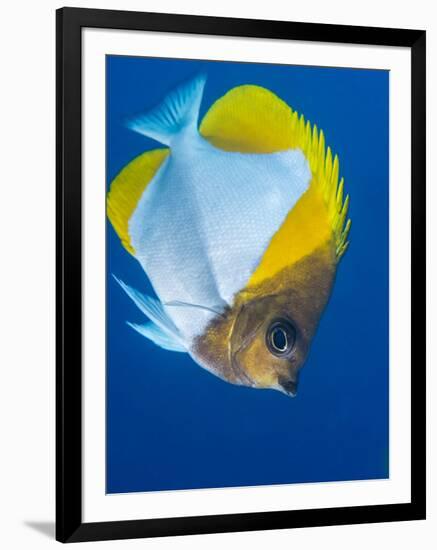 Pyramid Butterflyfish (Hemiaurichthys Polylepis), Queensland, Australia, Pacific-Louise Murray-Framed Photographic Print