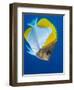 Pyramid Butterflyfish (Hemiaurichthys Polylepis), Queensland, Australia, Pacific-Louise Murray-Framed Photographic Print