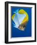 Pyramid Butterflyfish (Hemiaurichthys Polylepis), Queensland, Australia, Pacific-Louise Murray-Framed Photographic Print