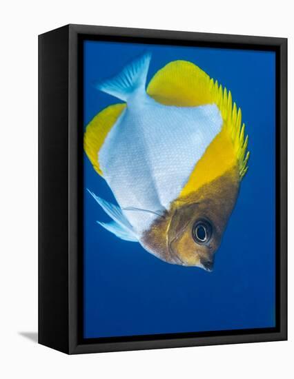 Pyramid Butterflyfish (Hemiaurichthys Polylepis), Queensland, Australia, Pacific-Louise Murray-Framed Stretched Canvas