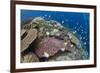 Pyramid Butterflyfish (Hemitaurichthys polylepis) shoal, Christmas Island-Colin Marshall-Framed Photographic Print