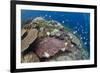 Pyramid Butterflyfish (Hemitaurichthys polylepis) shoal, Christmas Island-Colin Marshall-Framed Photographic Print