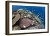 Pyramid Butterflyfish (Hemitaurichthys polylepis) shoal, Christmas Island-Colin Marshall-Framed Photographic Print