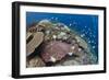 Pyramid Butterflyfish (Hemitaurichthys polylepis) shoal, Christmas Island-Colin Marshall-Framed Photographic Print