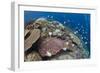 Pyramid Butterflyfish (Hemitaurichthys polylepis) shoal, Christmas Island-Colin Marshall-Framed Photographic Print