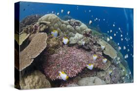 Pyramid Butterflyfish (Hemitaurichthys polylepis) shoal, Christmas Island-Colin Marshall-Stretched Canvas