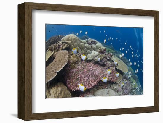 Pyramid Butterflyfish (Hemitaurichthys polylepis) shoal, Christmas Island-Colin Marshall-Framed Photographic Print