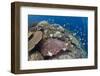 Pyramid Butterflyfish (Hemitaurichthys polylepis) shoal, Christmas Island-Colin Marshall-Framed Photographic Print