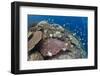 Pyramid Butterflyfish (Hemitaurichthys polylepis) shoal, Christmas Island-Colin Marshall-Framed Photographic Print