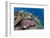 Pyramid Butterflyfish (Hemitaurichthys polylepis) shoal, Christmas Island-Colin Marshall-Framed Photographic Print