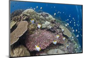 Pyramid Butterflyfish (Hemitaurichthys polylepis) shoal, Christmas Island-Colin Marshall-Mounted Photographic Print