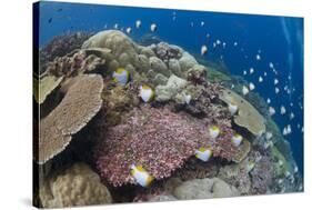 Pyramid Butterflyfish (Hemitaurichthys polylepis) shoal, Christmas Island-Colin Marshall-Stretched Canvas