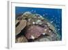 Pyramid Butterflyfish (Hemitaurichthys polylepis) shoal, Christmas Island-Colin Marshall-Framed Photographic Print