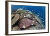 Pyramid Butterflyfish (Hemitaurichthys polylepis) shoal, Christmas Island-Colin Marshall-Framed Photographic Print