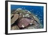 Pyramid Butterflyfish (Hemitaurichthys polylepis) shoal, Christmas Island-Colin Marshall-Framed Photographic Print