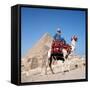 Pyramid Giza Egypt Man on Camel-null-Framed Stretched Canvas