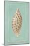 Pyramid Shell-Hardenbrook Studio-Mounted Art Print