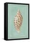 Pyramid Shell-Hardenbrook Studio-Framed Stretched Canvas