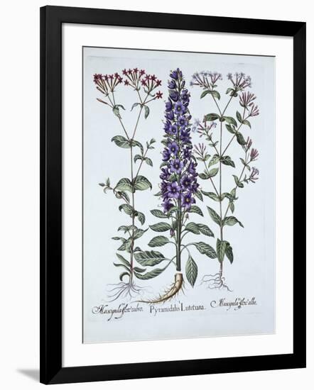 Pyramidal Campanula, Muscipulas, from 'Hortus Eystettensis', by Basil Besler (1561-1629), Pub. 1613-German School-Framed Giclee Print