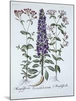 Pyramidal Campanula, Muscipulas, from 'Hortus Eystettensis', by Basil Besler (1561-1629), Pub. 1613-German School-Mounted Giclee Print