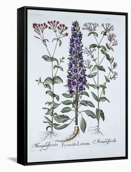 Pyramidal Campanula, Muscipulas, from 'Hortus Eystettensis', by Basil Besler (1561-1629), Pub. 1613-German School-Framed Stretched Canvas