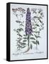Pyramidal Campanula, Muscipulas, from 'Hortus Eystettensis', by Basil Besler (1561-1629), Pub. 1613-German School-Framed Stretched Canvas