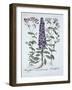 Pyramidal Campanula, Muscipulas, from 'Hortus Eystettensis', by Basil Besler (1561-1629), Pub. 1613-German School-Framed Giclee Print