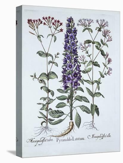 Pyramidal Campanula, Muscipulas, from 'Hortus Eystettensis', by Basil Besler (1561-1629), Pub. 1613-German School-Stretched Canvas