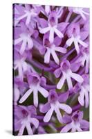 Pyramidal Orchid (Anacamptis Pyramidalis) Close-Up of Flowers, Kato Archanes ,Crete, Greece-Lilja-Stretched Canvas
