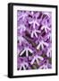 Pyramidal Orchid (Anacamptis Pyramidalis) Close-Up of Flowers, Kato Archanes ,Crete, Greece-Lilja-Framed Photographic Print