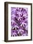Pyramidal Orchid (Anacamptis Pyramidalis) Close-Up of Flowers, Kato Archanes ,Crete, Greece-Lilja-Framed Photographic Print