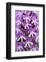 Pyramidal Orchid (Anacamptis Pyramidalis) Close-Up of Flowers, Kato Archanes ,Crete, Greece-Lilja-Framed Photographic Print