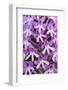 Pyramidal Orchid (Anacamptis Pyramidalis) Close-Up of Flowers, Kato Archanes ,Crete, Greece-Lilja-Framed Photographic Print