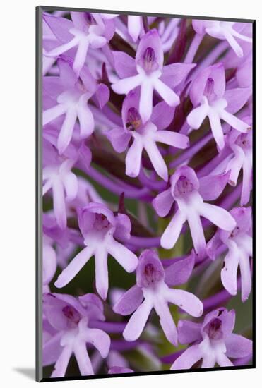 Pyramidal Orchid (Anacamptis Pyramidalis) Close-Up of Flowers, Kato Archanes ,Crete, Greece-Lilja-Mounted Photographic Print