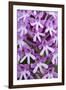 Pyramidal Orchid (Anacamptis Pyramidalis) Close-Up of Flowers, Kato Archanes ,Crete, Greece-Lilja-Framed Photographic Print