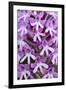 Pyramidal Orchid (Anacamptis Pyramidalis) Close-Up of Flowers, Kato Archanes ,Crete, Greece-Lilja-Framed Photographic Print